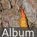 Album Leuchtkäfer <!--hidden-->
